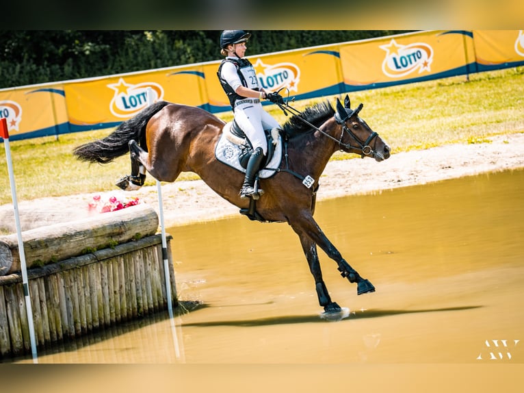 Holsteiner Valack 11 år 170 cm Mörkbrun in Bruchsal