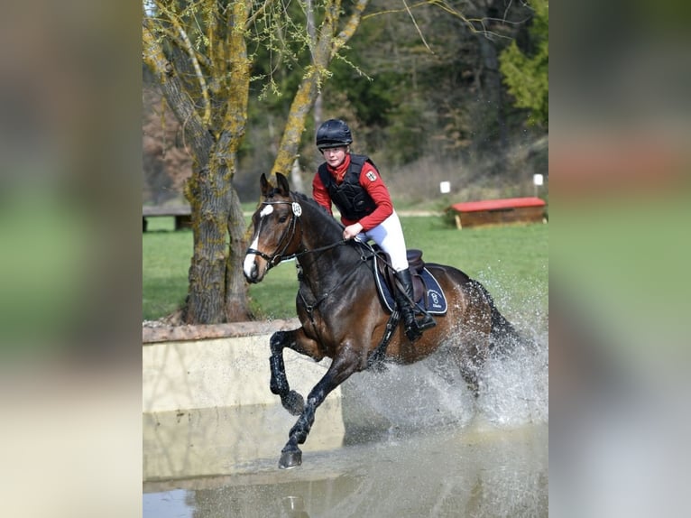 Holsteiner Valack 11 år 170 cm Mörkbrun in Bruchsal