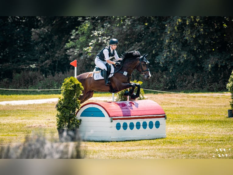 Holsteiner Valack 11 år 170 cm Mörkbrun in Bruchsal