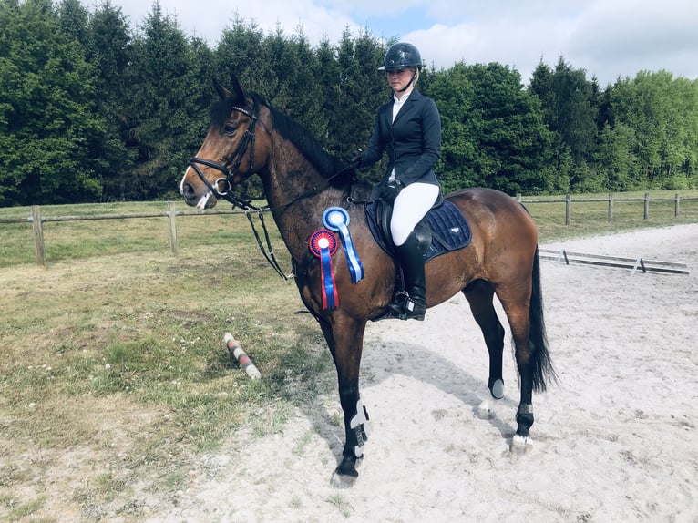 Holsteiner Valack 11 år 171 cm Brun in Sprakebüll