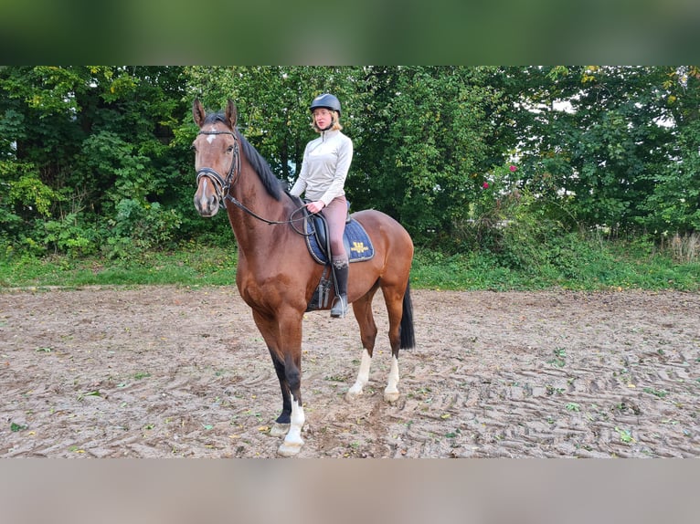 Holsteiner Valack 11 år 173 cm Brun in Neuburg an der Donau