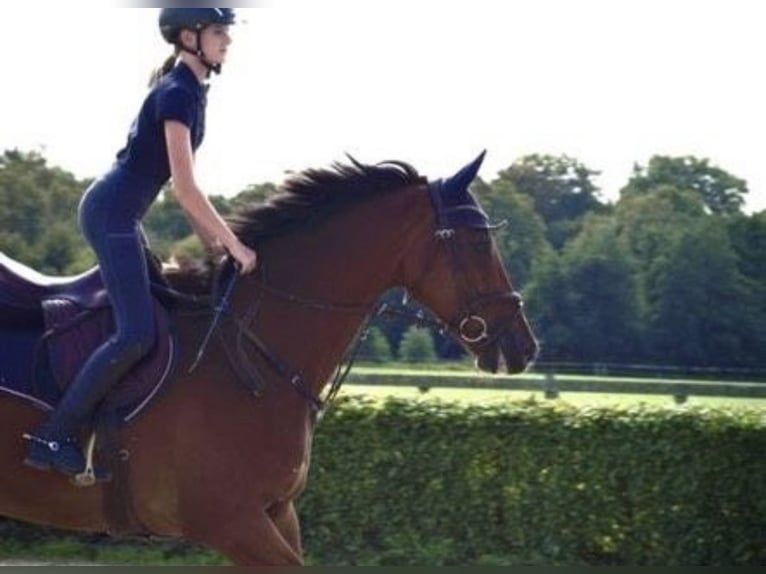 Holsteiner Valack 11 år 174 cm Ljusbrun in Neustadt/Dosse