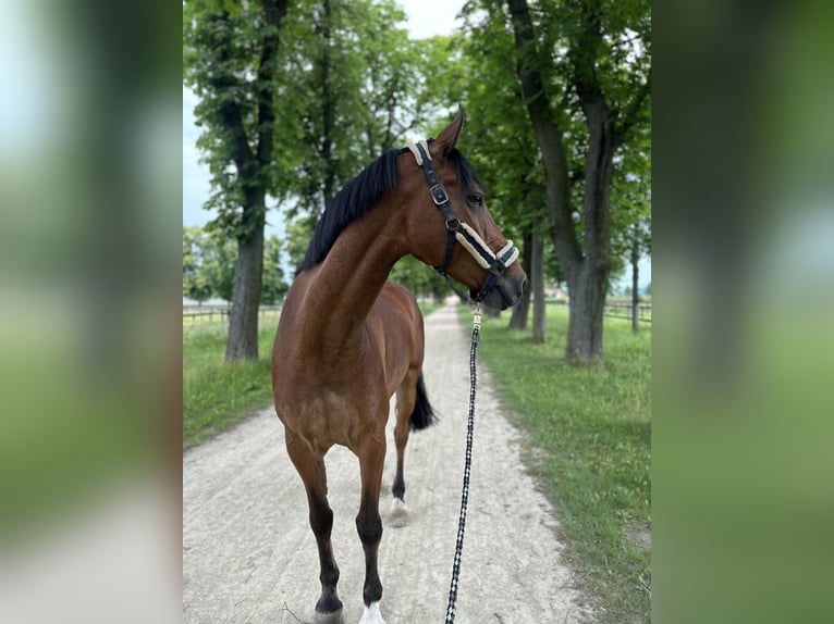 Holsteiner Valack 11 år 174 cm Ljusbrun in Neustadt/Dosse