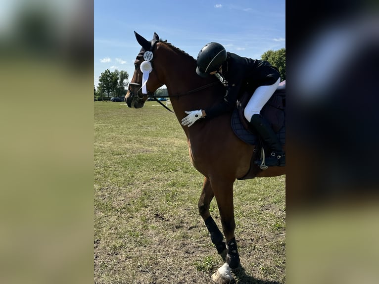 Holsteiner Valack 11 år 174 cm Ljusbrun in Neustadt/Dosse