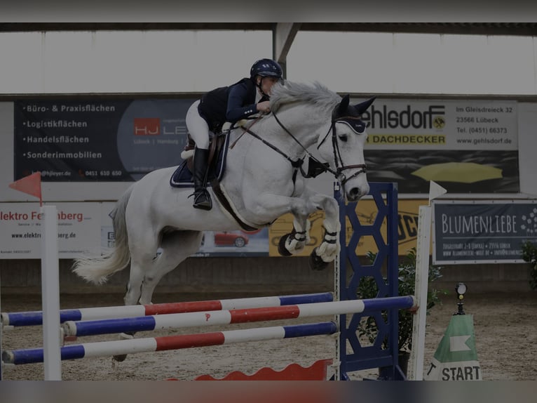 Holsteiner Valack 11 år 178 cm Grå in Lübeck