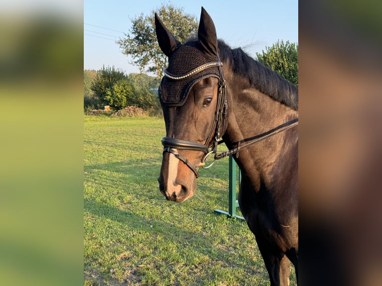 Holsteiner Valack 12 år 170 cm Svart in Krummesse