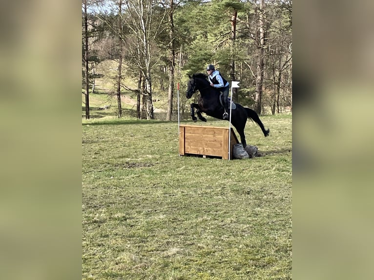 Holsteiner Valack 13 år 163 cm Rökfärgad svart in Lübeck