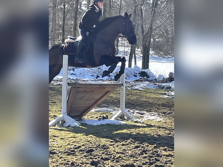 Holsteiner Valack 13 år 163 cm Rökfärgad svart in Lübeck