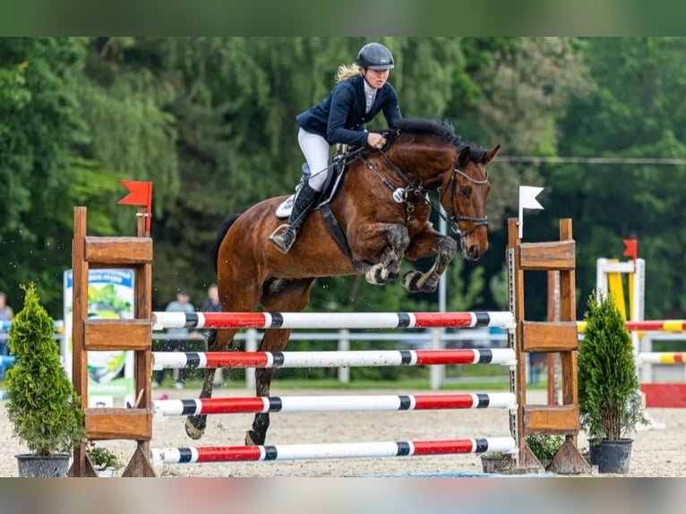 Holsteiner Valack 13 år 173 cm Brun in Schenklengsfeld