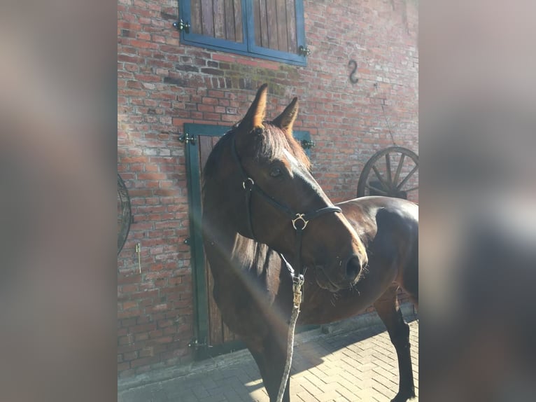 Holsteiner Valack 14 år 167 cm Brun in Bargfeld-Stegen