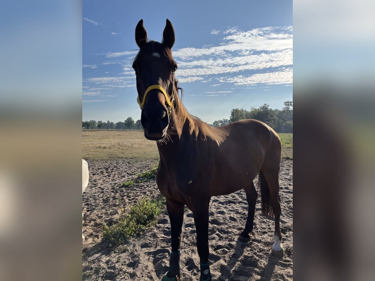 Holsteiner Valack 14 år 168 cm Brun in Dachtmissen