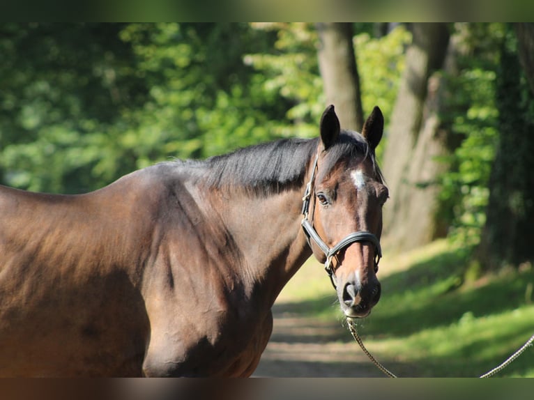 Holsteiner Valack 14 år 170 cm Brun in Darmstadt