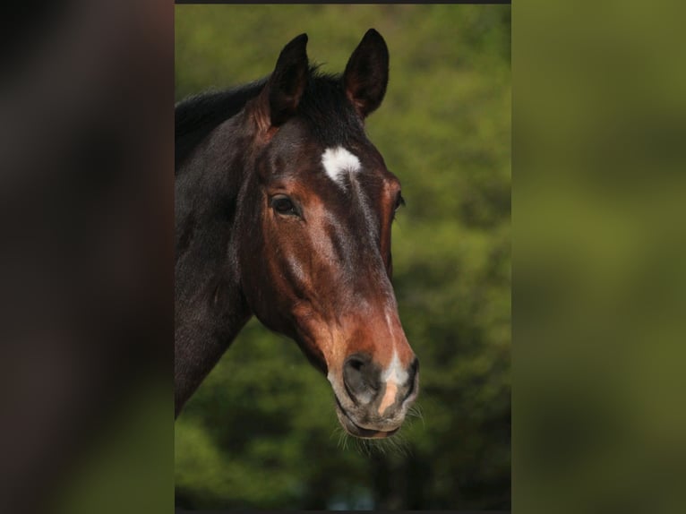 Holsteiner Valack 14 år 174 cm Brun in Olfen