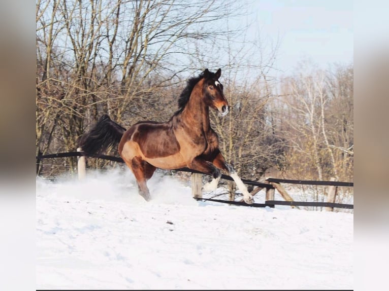 Holsteiner Valack 14 år 174 cm Brun in Olfen