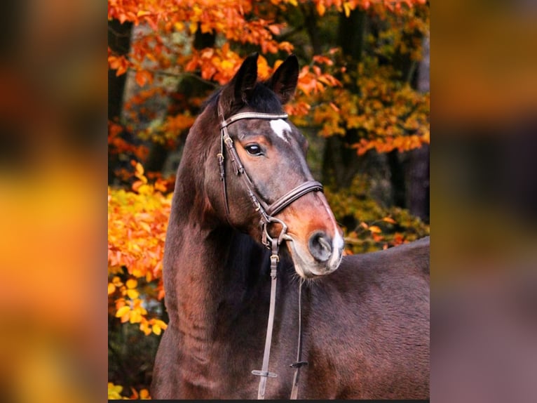 Holsteiner Valack 14 år 174 cm Brun in Olfen