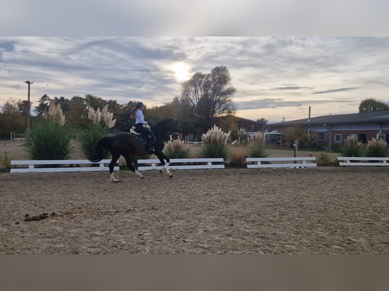 Holsteiner Valack 14 år 174 cm Brun in Olfen