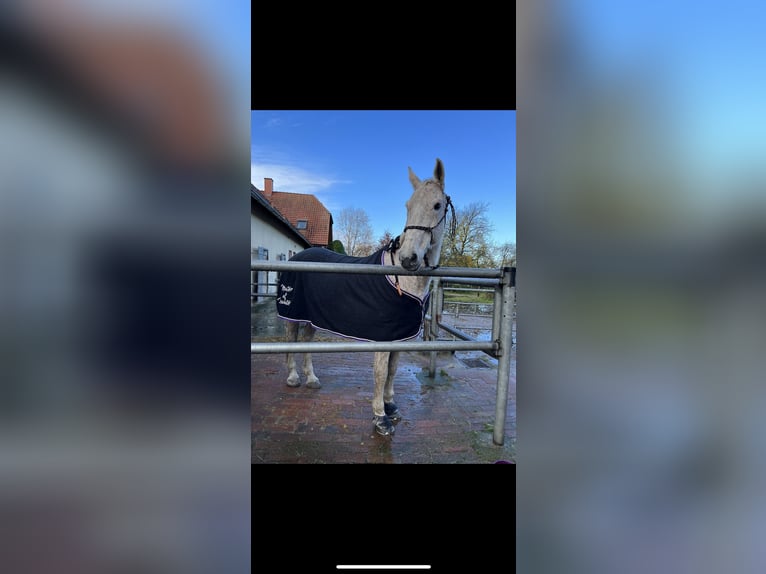Holsteiner Valack 16 år 170 cm Grå-flugskimmel in Rastede
