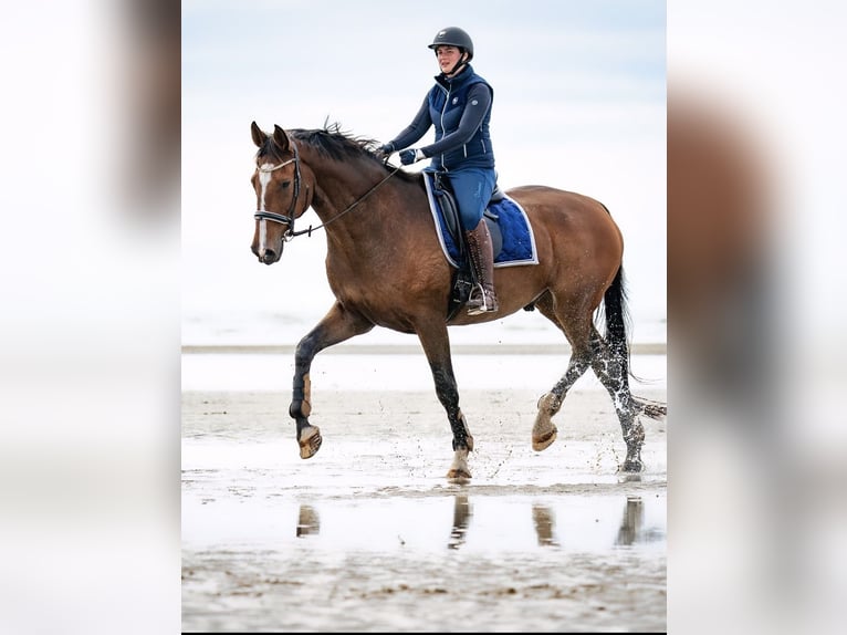 Holsteiner Valack 20 år 180 cm in Niebüll