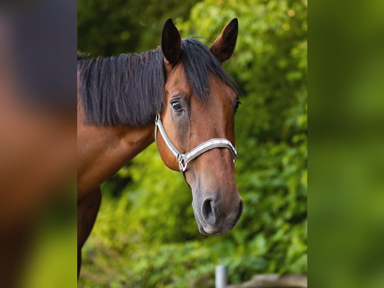 Holsteiner Valack 21 år 174 cm Brun in Ingelheim am Rhein