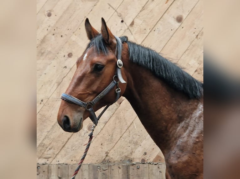 Holsteiner Valack 2 år 163 cm Brun in Sollerup