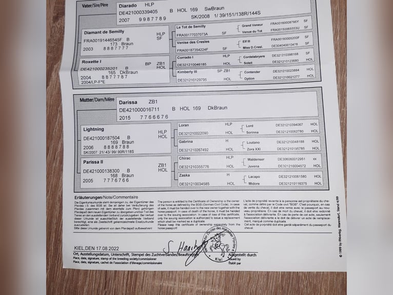 Holsteiner Valack 2 år 168 cm Mörkbrun in Bünsdorf