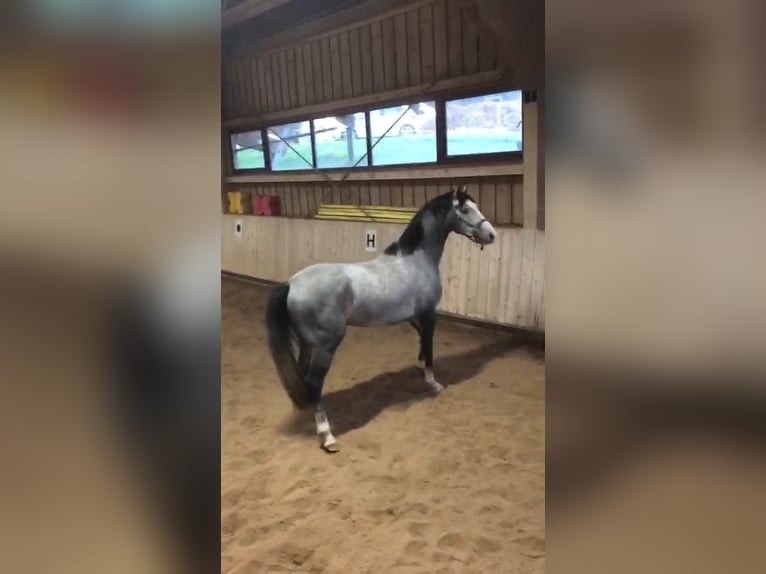 Holsteiner Valack 3 år 163 cm Grå in Bühlerzell