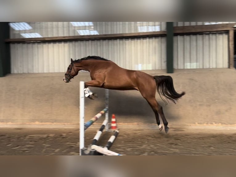 Holsteiner Valack 3 år 167 cm Brun in Osdorf