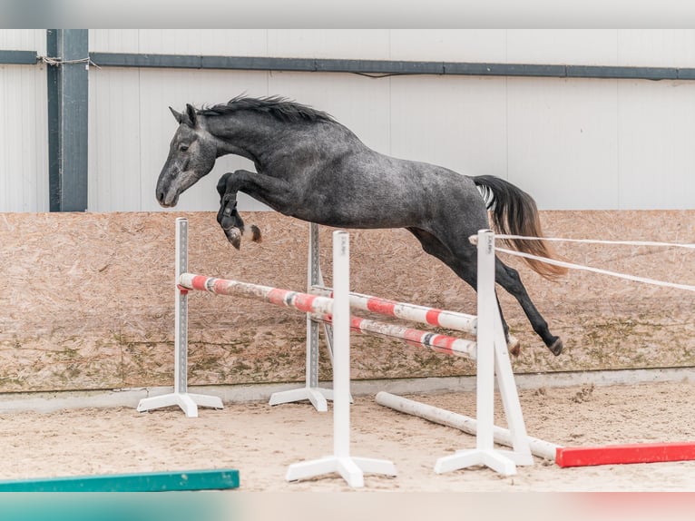 Holsteiner Valack 3 år 167 cm Grå in Zduchovice