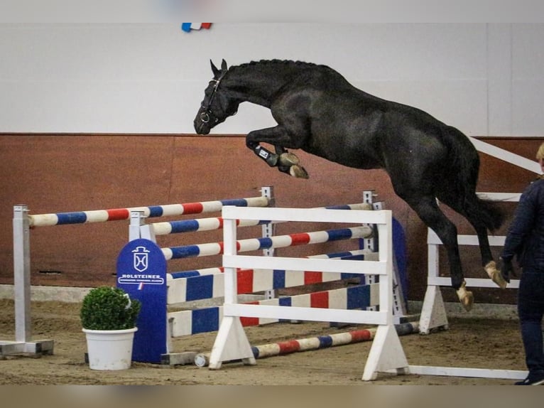 Holsteiner Valack 3 år 168 cm Svart in Bad Bramstedt