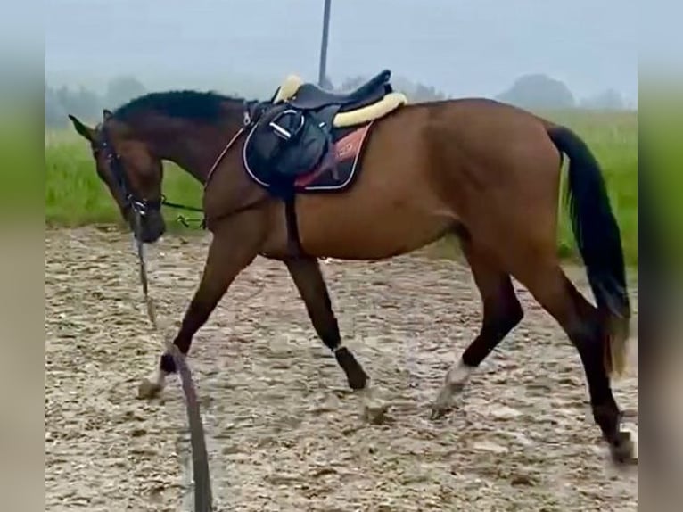 Holsteiner Valack 3 år 170 cm Brun in Chemnitz