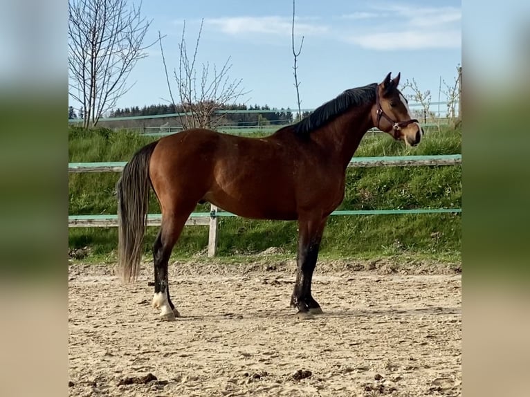 Holsteiner Valack 4 år 160 cm Brun in Traunreut