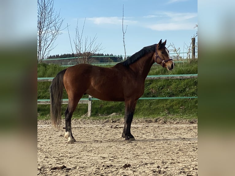 Holsteiner Valack 4 år 160 cm Brun in Traunreut