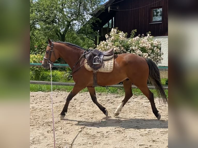 Holsteiner Valack 4 år 160 cm Brun in Traunreut