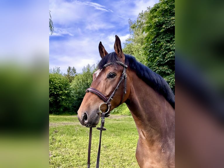 Holsteiner Valack 4 år 167 cm Brun in EgestorfEgestorf