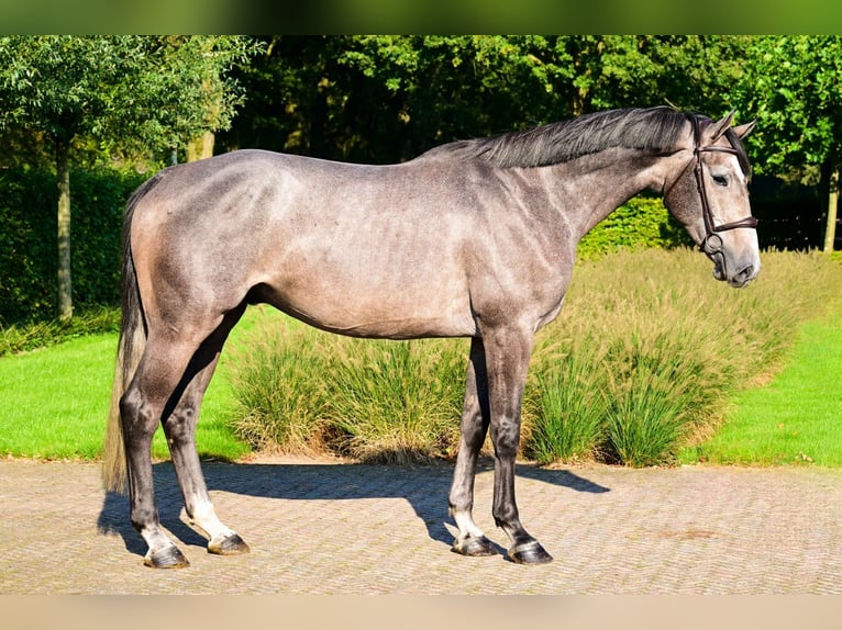 Holsteiner Valack 4 år 171 cm Grå in Bladel