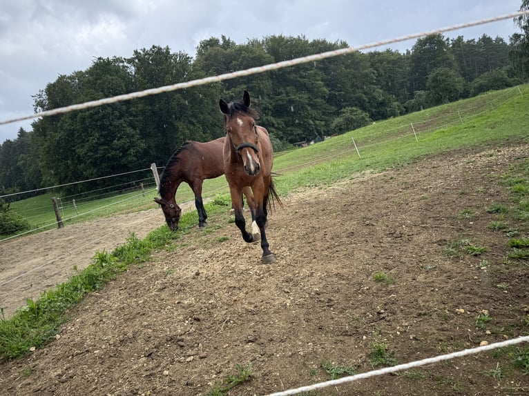 Holsteiner Valack 4 år 171 cm Ljusbrun in Hohenstein Bernloch