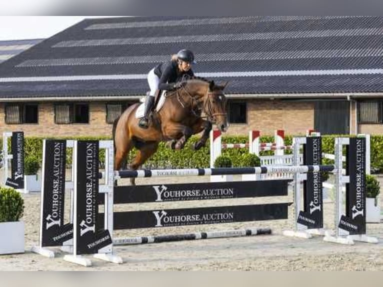 Holsteiner Blandning Valack 5 år 162 cm Brun in Waddinxveen