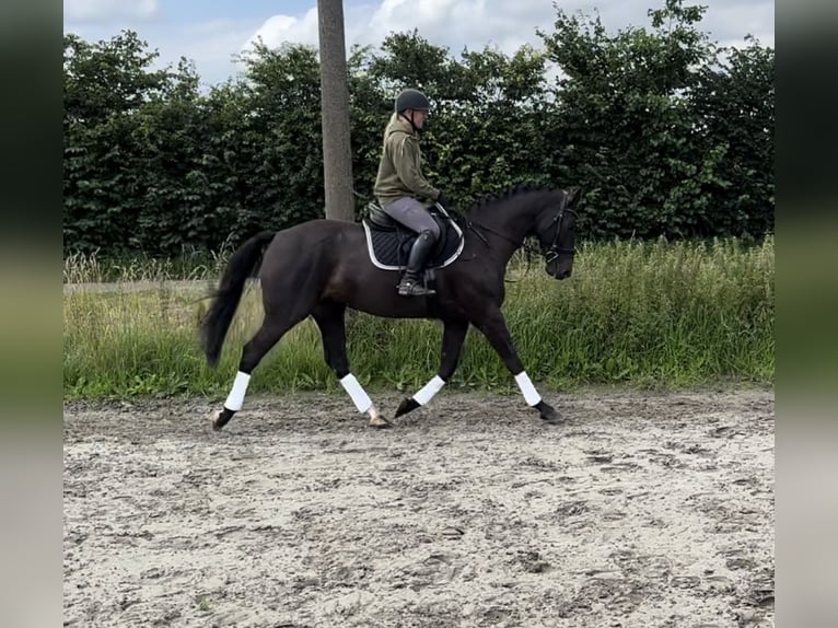 Holsteiner Valack 5 år 163 cm Rökfärgad svart in Stedesand