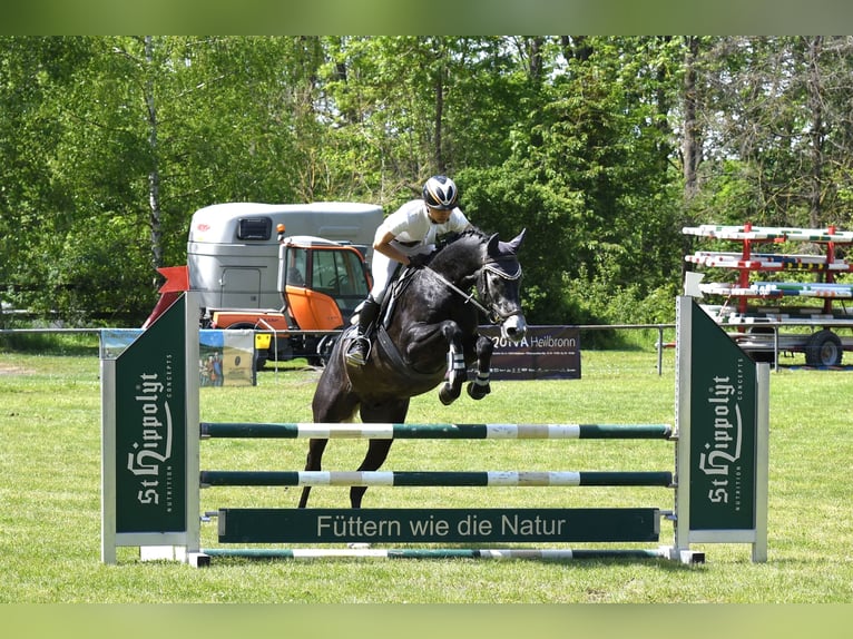 Holsteiner Valack 5 år 164 cm Kan vara vit in Widdern