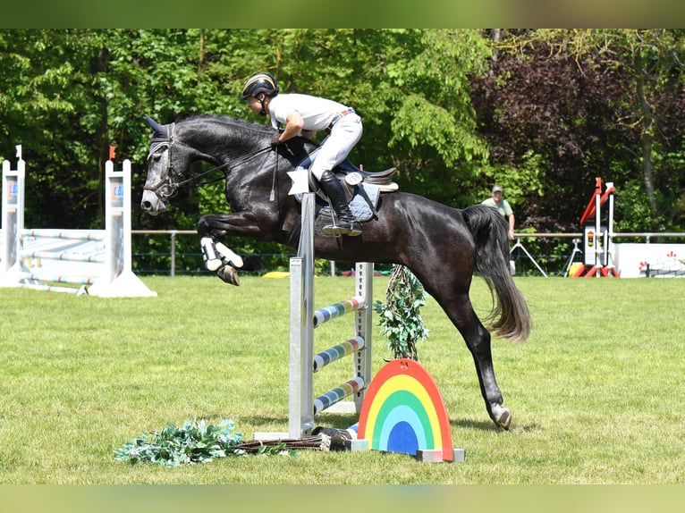 Holsteiner Valack 5 år 164 cm Kan vara vit in Widdern