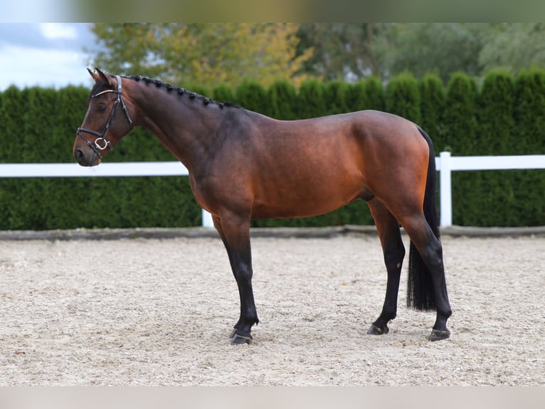 Holsteiner Valack 5 år 167 cm Mörkbrun in Schwäbisch Hall