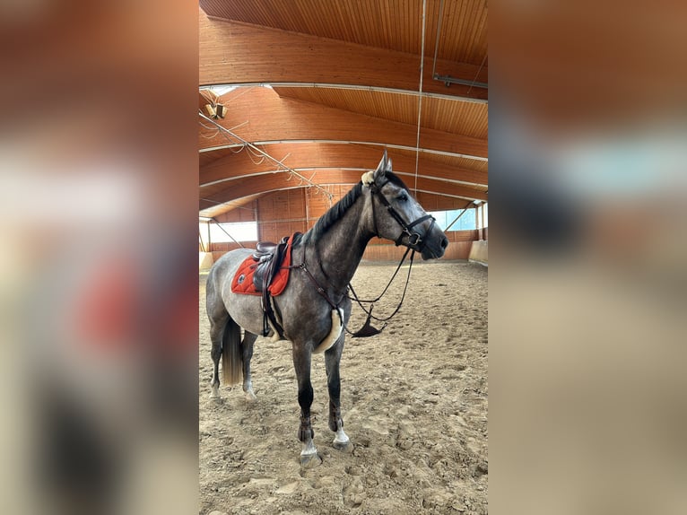 Holsteiner Valack 5 år 168 cm Gråskimmel in Frankfurt am Main