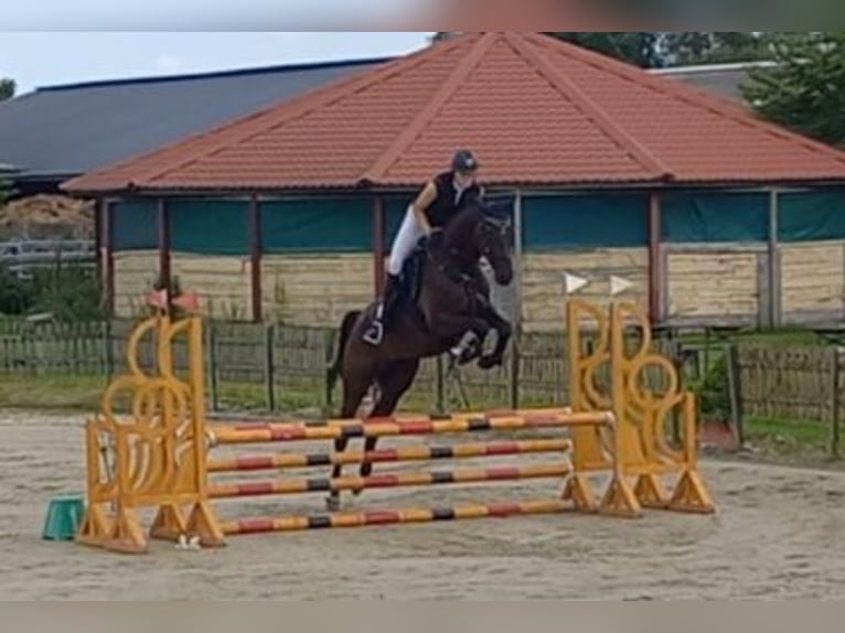 Holsteiner Valack 5 år 169 cm Svart in Gaushorn