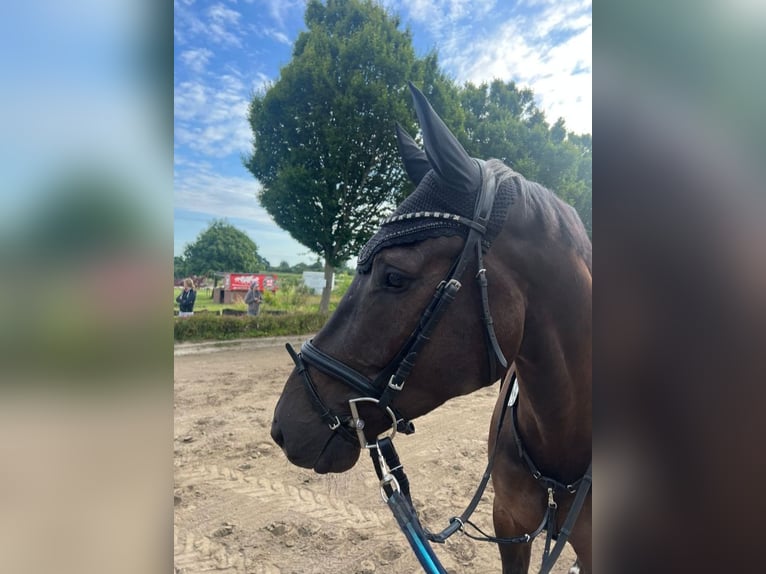 Holsteiner Valack 5 år 169 cm Svart in Gaushorn