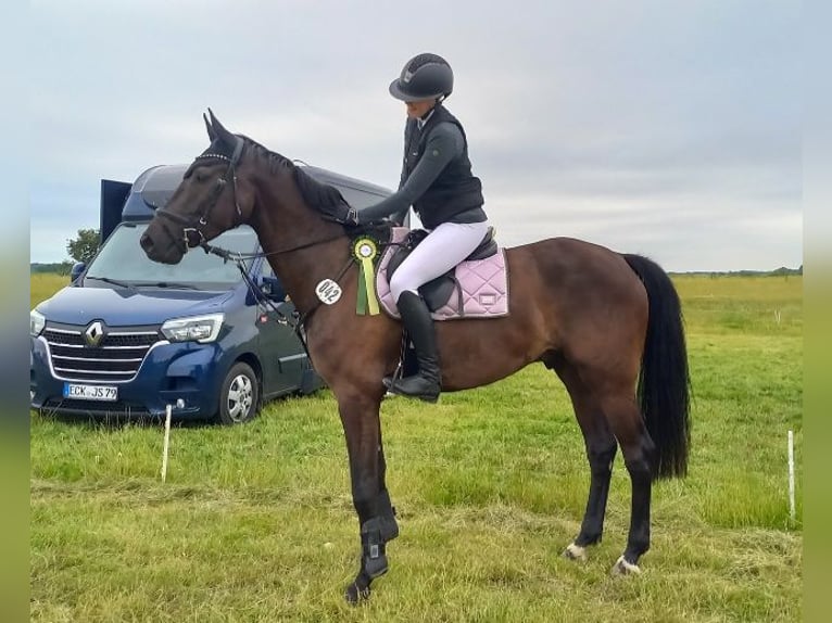 Holsteiner Valack 5 år 169 cm Svart in Gaushorn