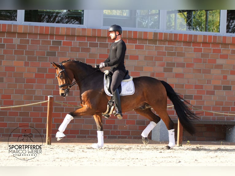 Holsteiner Valack 5 år 172 cm Brun in Bad Zwischenahn