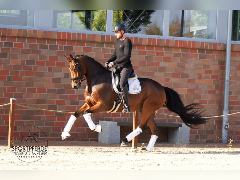 Holsteiner Valack 5 år 172 cm Brun in Bad Zwischenahn