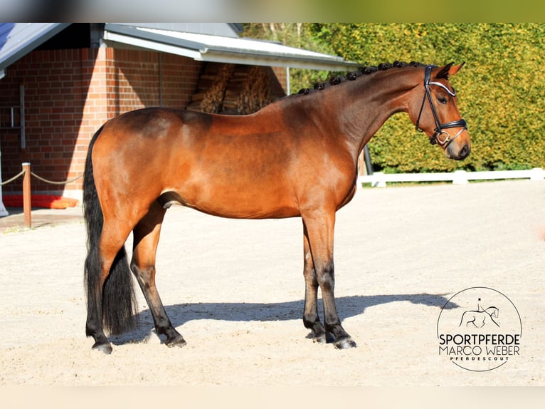 Holsteiner Valack 5 år 172 cm Brun in Bad Zwischenahn