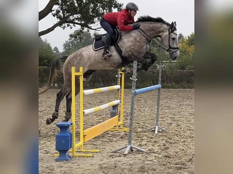 Holsteiner Valack 5 år 172 cm Grå in Großhennersdorf