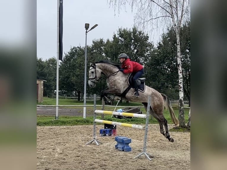 Holsteiner Valack 5 år 172 cm Grå in Großhennersdorf